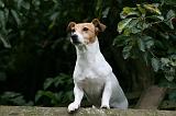 JACK RUSSEL 244